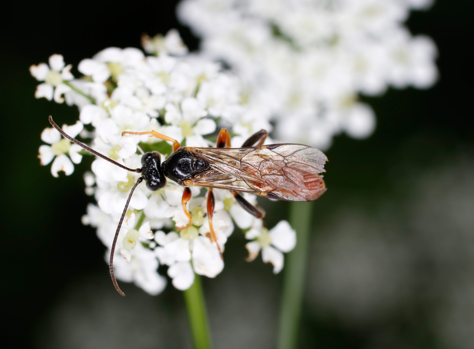 Ichneumonidae: Tryphon rutilator?